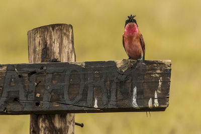 Close-up of bird perching on wooden post