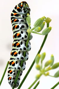 Close-up of caterpillar on fennel plant