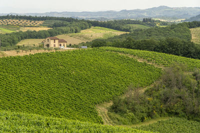 Scenic view of agricultural field