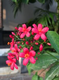 Close-up of pink flowers