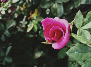 Close-up of pink rose