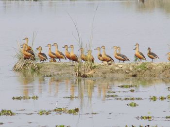 Flock of birds in lake