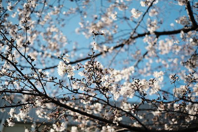 Low angle view of white flowers on branch