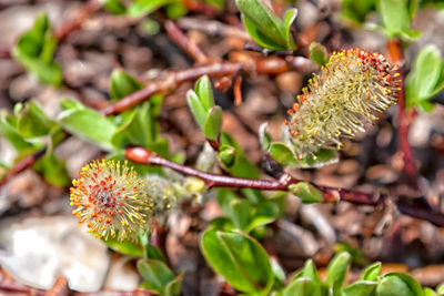 Close-up of berries growing on plant