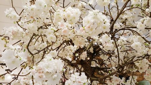 Close-up of white flowers