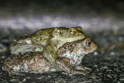 Close-up of frog on rock