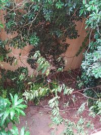 High angle view of plants growing on field