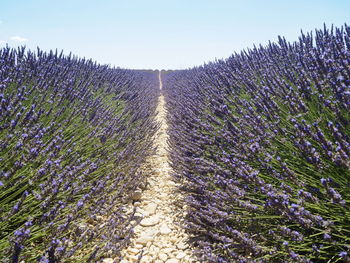 Plants growing on field against sky