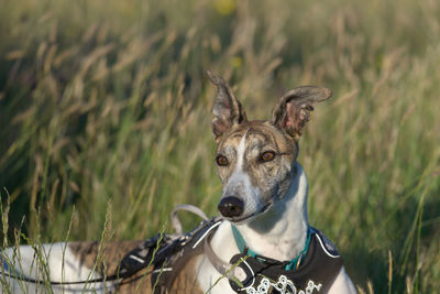 Long meadow grass background provides copy space behind an alert pet greyhound dog, lying in a field