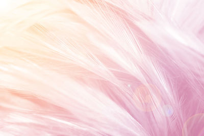 Full frame shot of pink feather