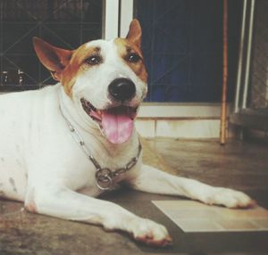 Close-up portrait of dog sitting