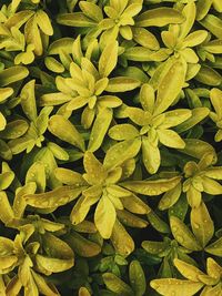 Full frame shot of fresh green leaves