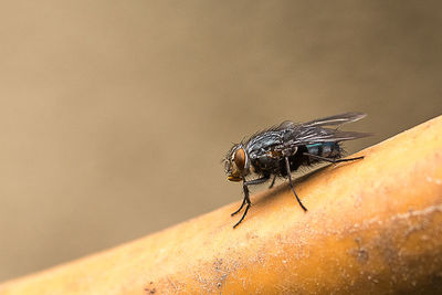 Close-up of insect on wall