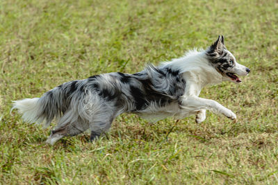 Border collie