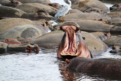 The common hippopotamus  hippo lying in water