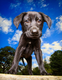 Portrait of dog standing against blue sky