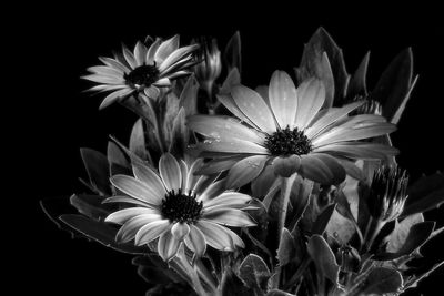 Close-up of flowers blooming against black background