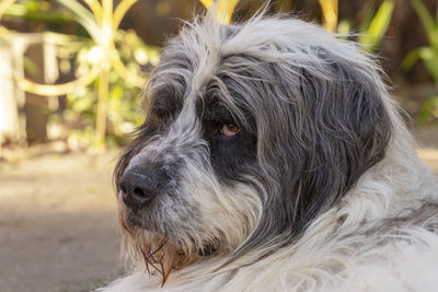 Close-up of dog looking away