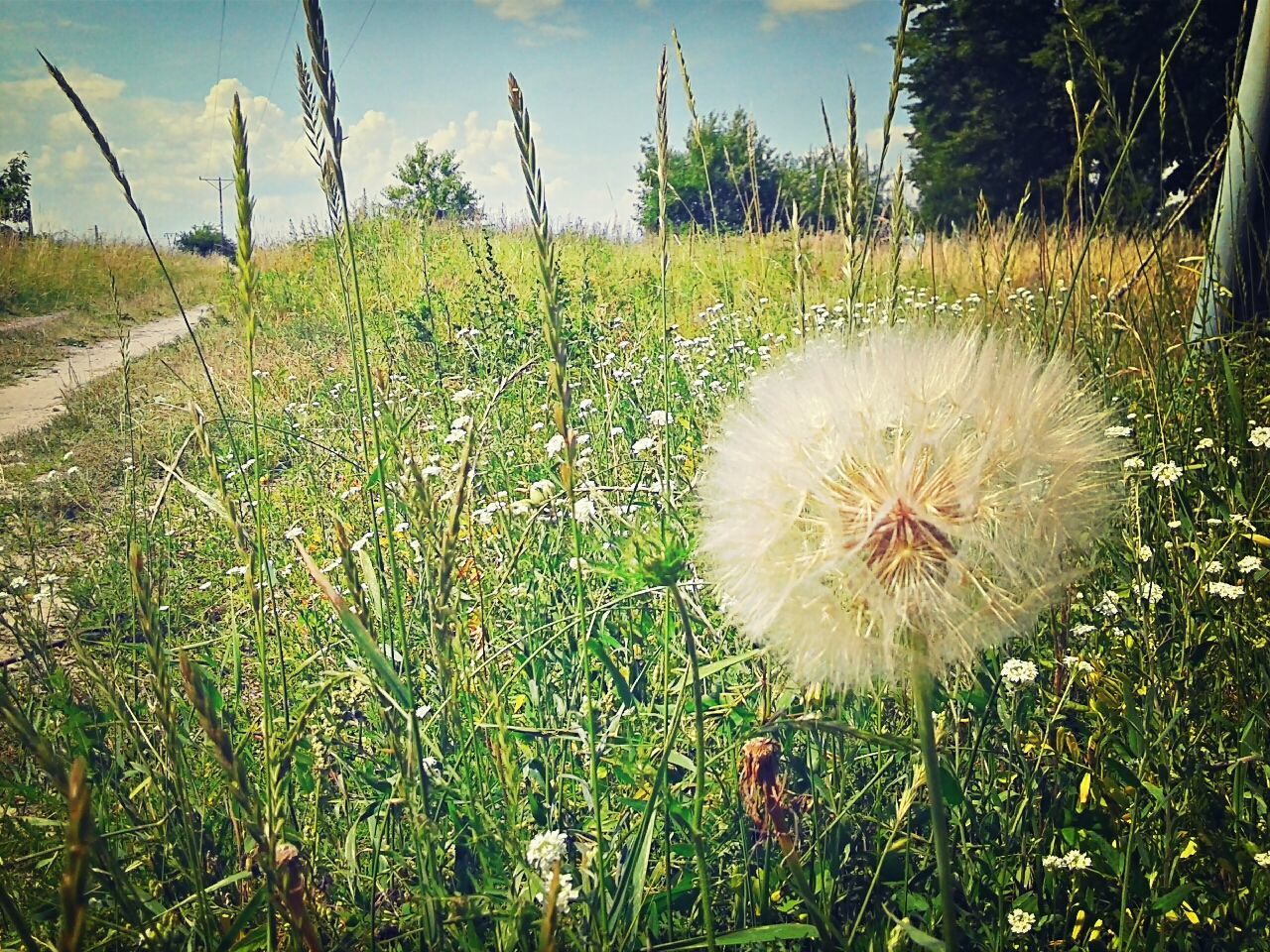 dandelion, flower, growth, field, freshness, beauty in nature, fragility, plant, nature, flower head, grass, wildflower, uncultivated, green color, stem, single flower, sky, close-up, white color, tranquility