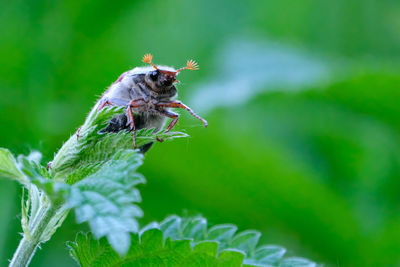 Close-up of butterfly pollinating flower