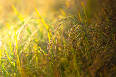 Close-up of wheat growing on field