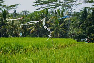 Scenic view of grassy field