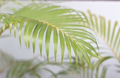 Close-up of fern leaves