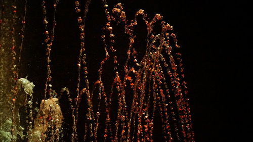 Close-up of firework display against sky at night