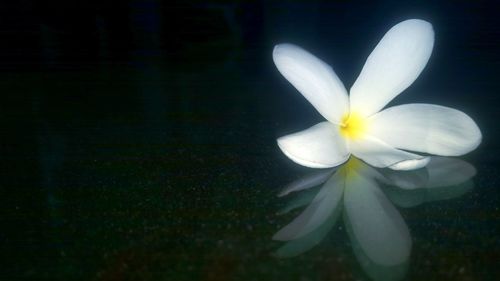 Close-up of frangipani blooming outdoors