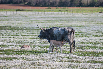 Buffalo on field