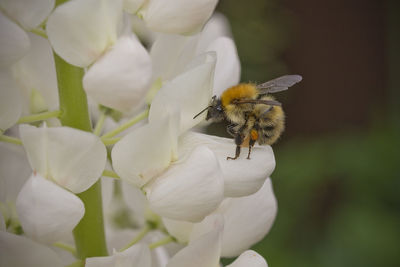 Close-up of bee on white flower