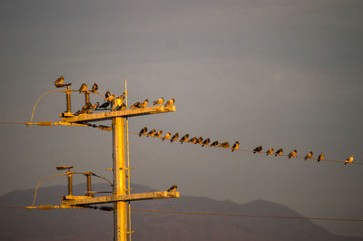 Low angle view of bird perching on pole against sky