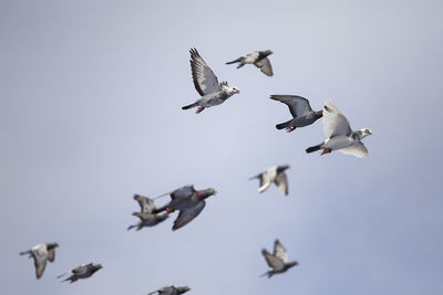 Low angle view of seagulls flying in sky