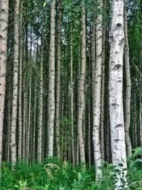 Pine trees in forest