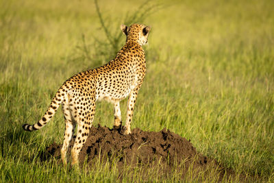 Cheetah stands on termite mound facing away