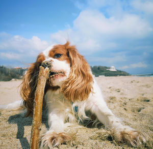 Dog on the beach