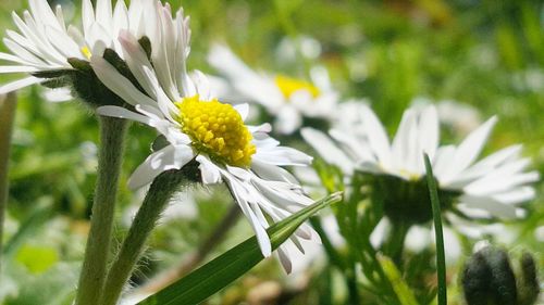Close-up of white flowers blooming outdoors
