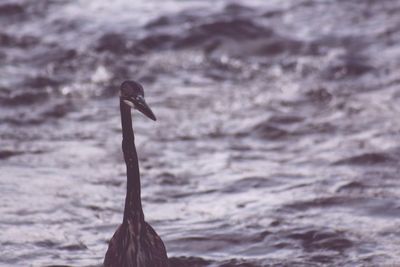 Close-up of swan on water