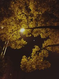 Low angle view of illuminated tree against sky