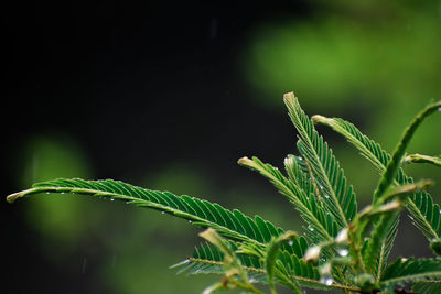 Close-up of green plant