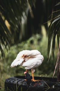 Bird perching on a tree