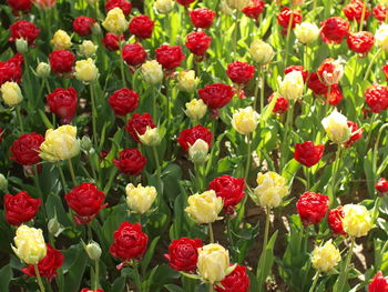 Full frame shot of red flowers