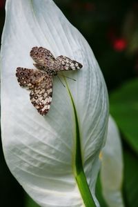 Close-up of insect on plant