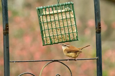 Carolina wren eating from suet feeder