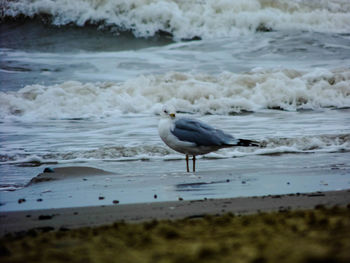 Bird perching on beach