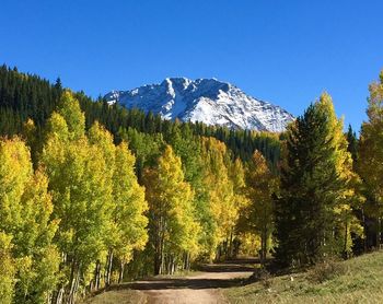 Scenic view of road amidst trees against clear blue sky