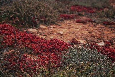 Close-up of red flowers growing in field