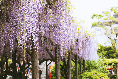 Close-up of purple flowering plants