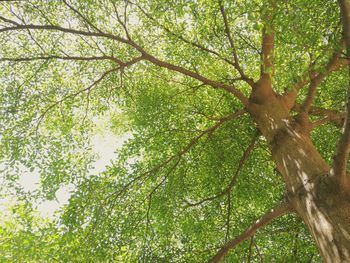 Low angle view of tree in forest