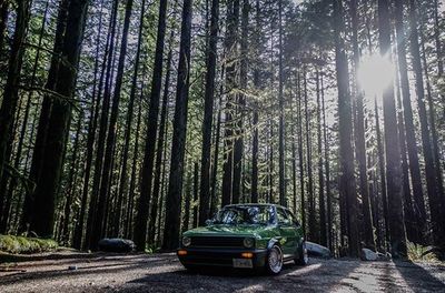 Road passing through forest